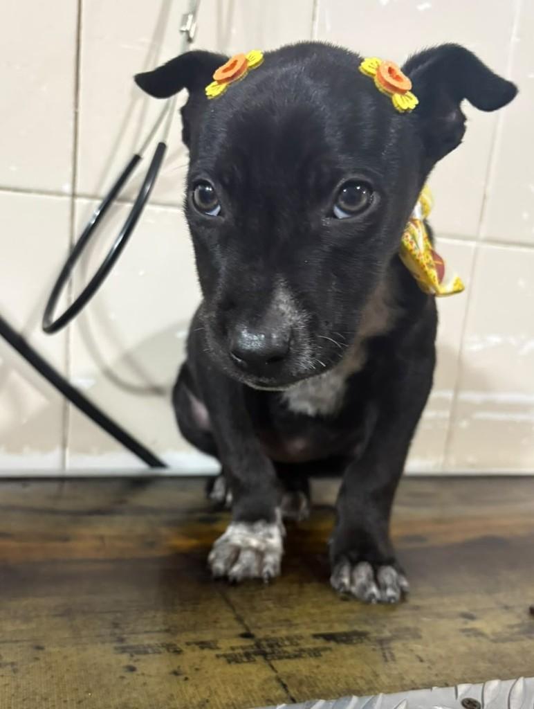 Nenê Zinha, cadela de porte pequeno para adoção em Joinville - SC — foto 2 de 3