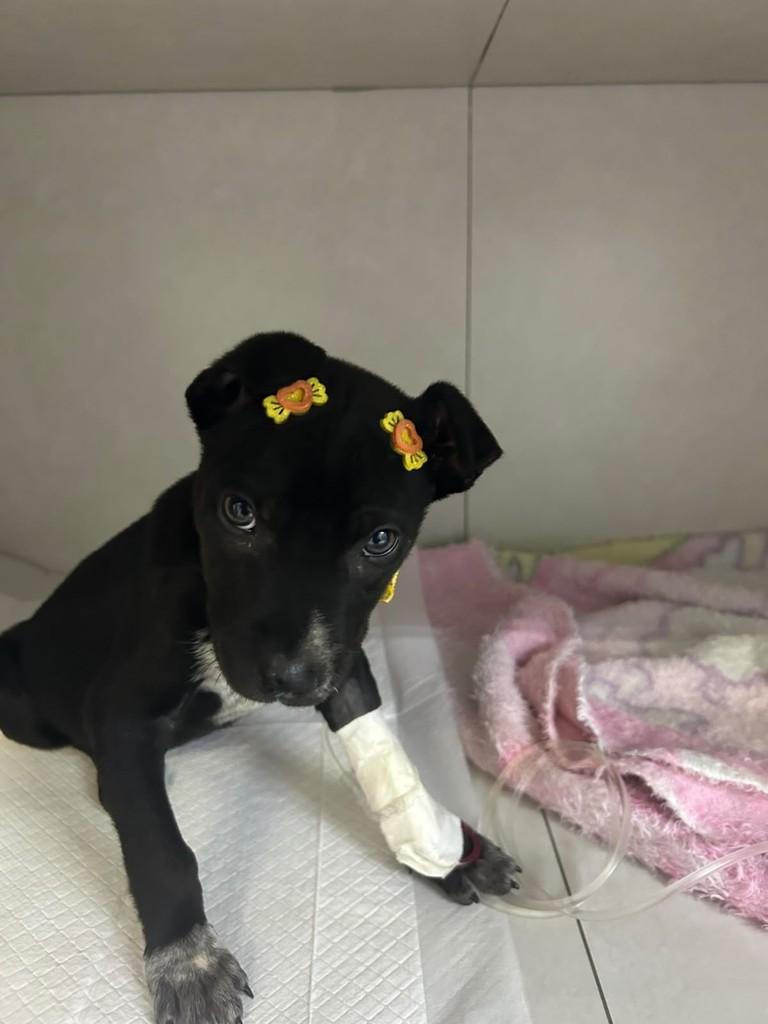 Kiara, cachorro de porte pequeno para adoção em Joinville - SC