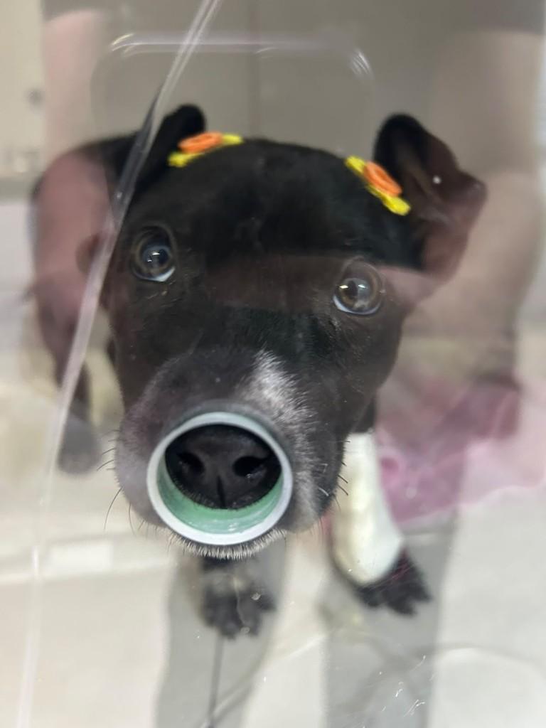 Kiara, cachorro de porte pequeno para adoção em Joinville - SC — foto 2 de 2