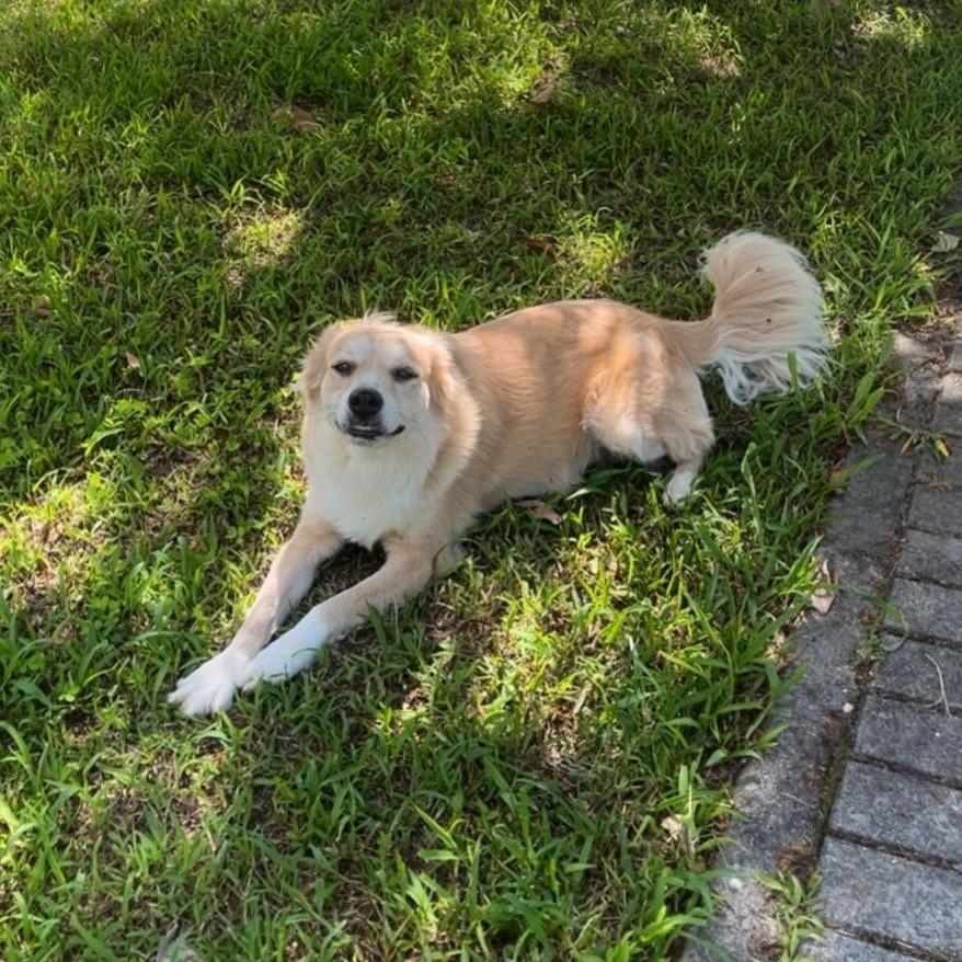 Bella, cadela de porte médio para adoção em Joinville - SC