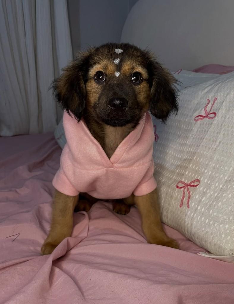 Selina, cadela de porte médio para adoção em Joinville - SC — foto 2 de 2