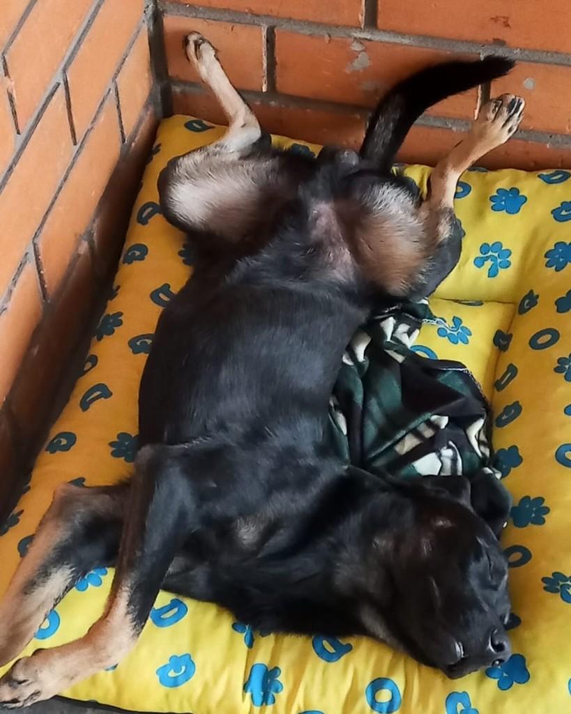 Negão, cachorro de porte grande para adoção em Joinville - SC