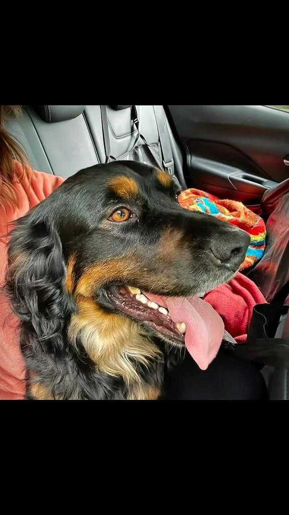 Totó, cachorro de porte grande para adoção em Florianópolis - SC