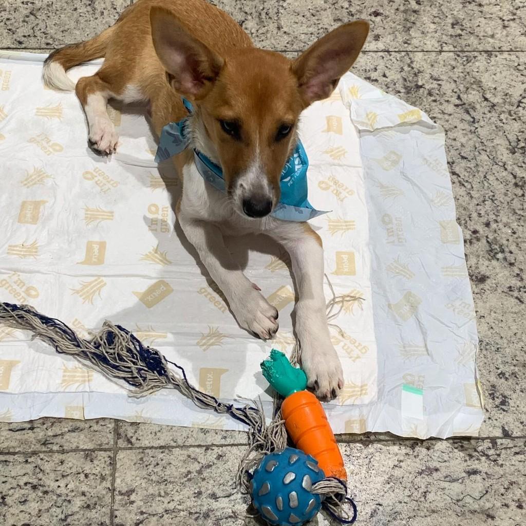 Bolt, cachorro de porte pequeno para adoção em Joinville - SC