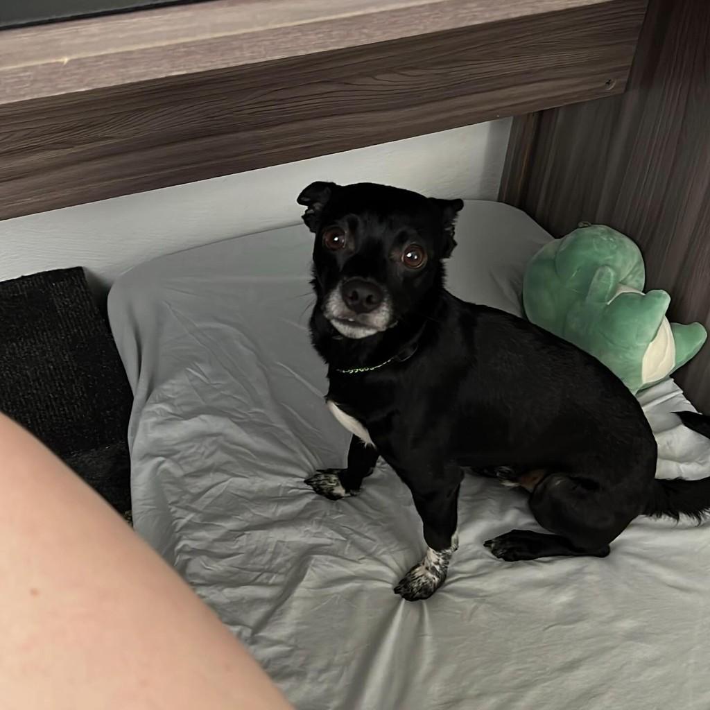 Bento, cachorro de porte pequeno para adoção em Joinville - SC