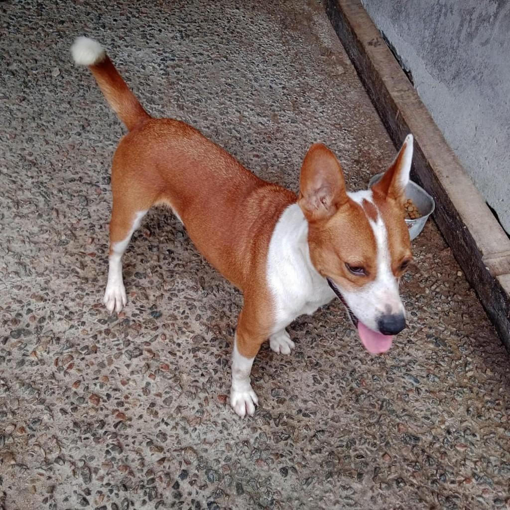 Máscara, cachorro de porte médio para adoção em Joinville - SC