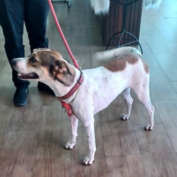 Dora, cachorro de porte médio para adoção em Joinville - SC