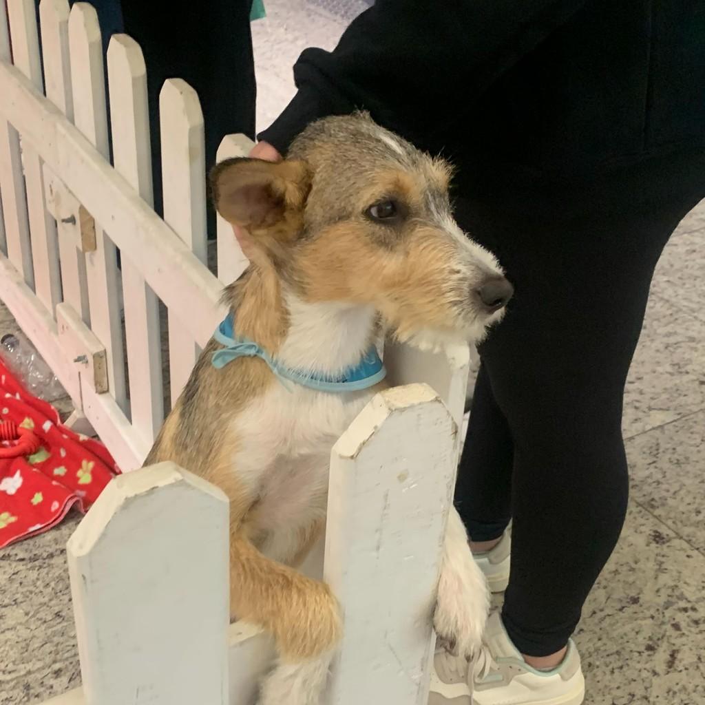 Logan, cachorro de porte pequeno para adoção em Joinville - SC