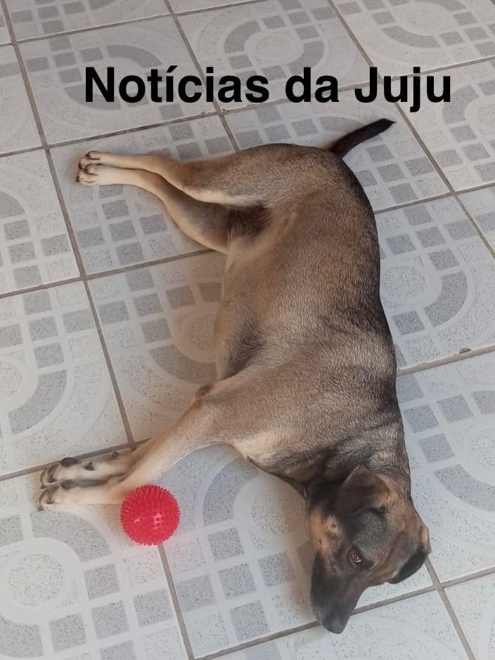 Juju, cachorro de porte médio para adoção em Joinville - SC