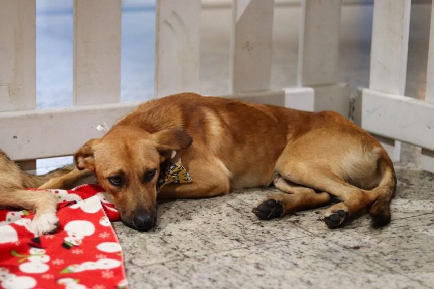 Teddy, cachorro de porte pequeno para adoção em Joinville - SC