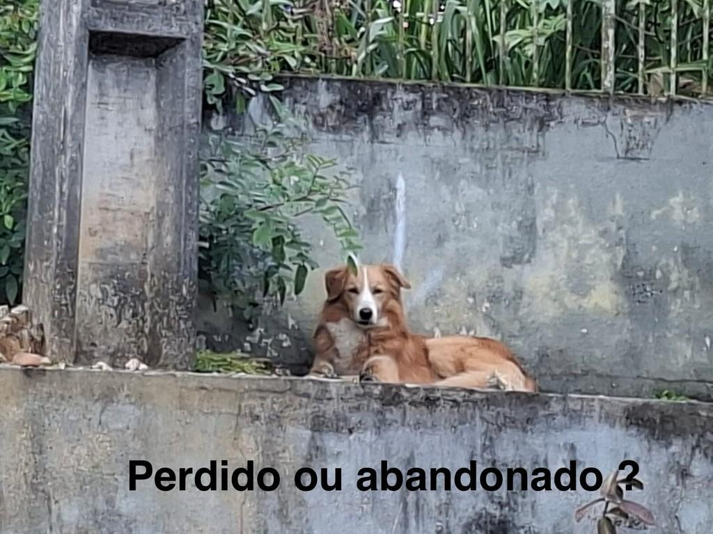 Planck, cachorro de porte médio para adoção em Joinville - SC