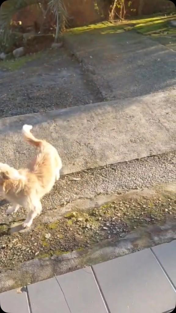 Fiapinho de Manga, cadela de porte pequeno para adoção em Joinville - SC