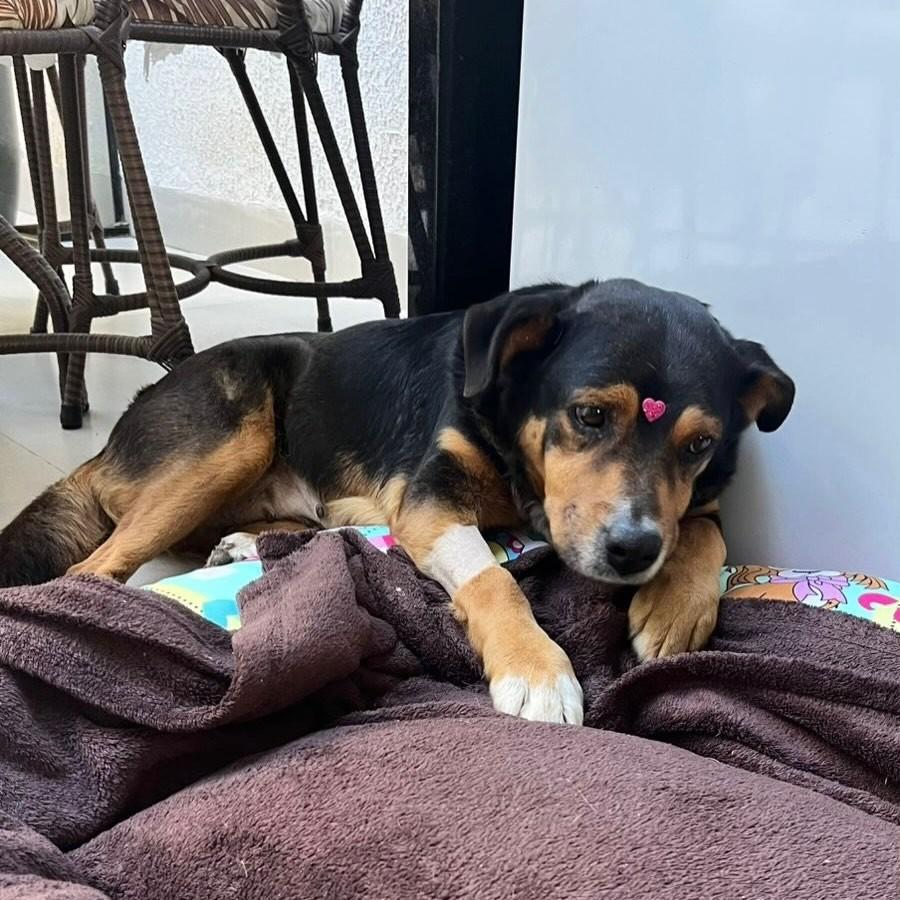 Mel, cadela de porte pequeno para adoção em Joinville - SC