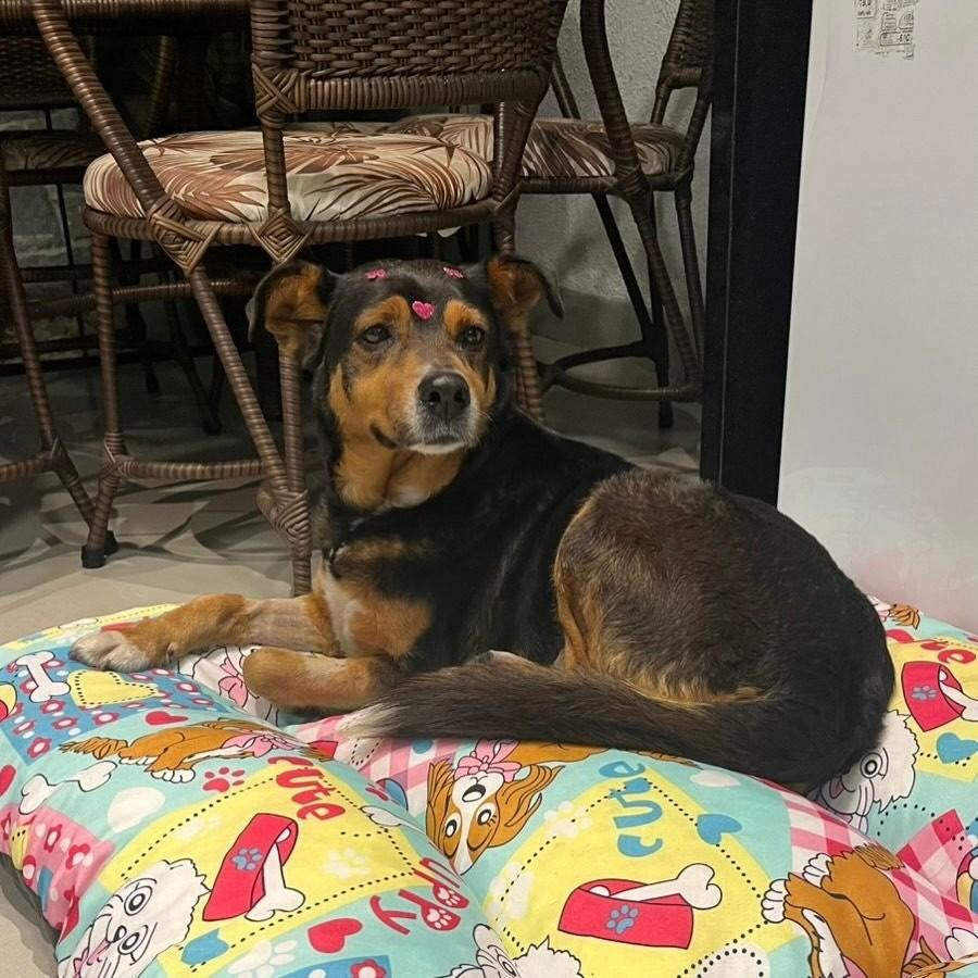 Mel, cadela de porte pequeno para adoção em Joinville - SC — foto 2 de 2