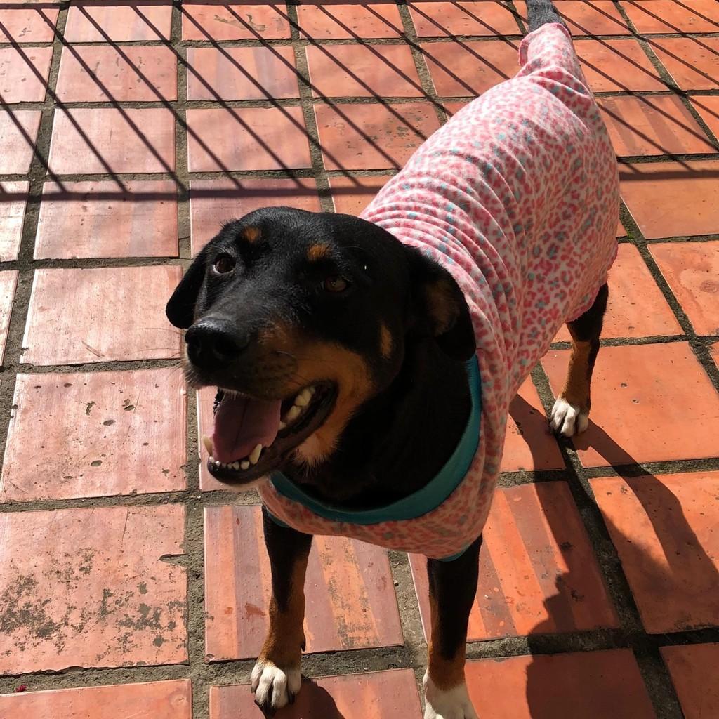 Filó, cachorro de porte médio para adoção em Gravataí - RS