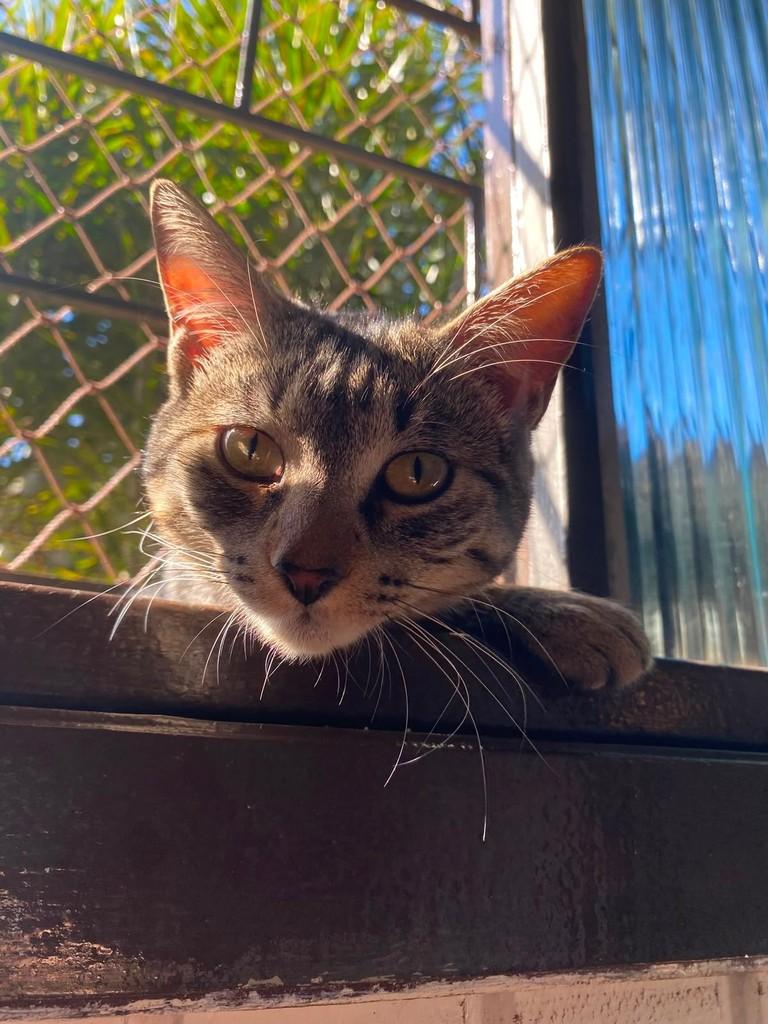 Ferinha, gato de porte pequeno para adoção em Gravataí - RS