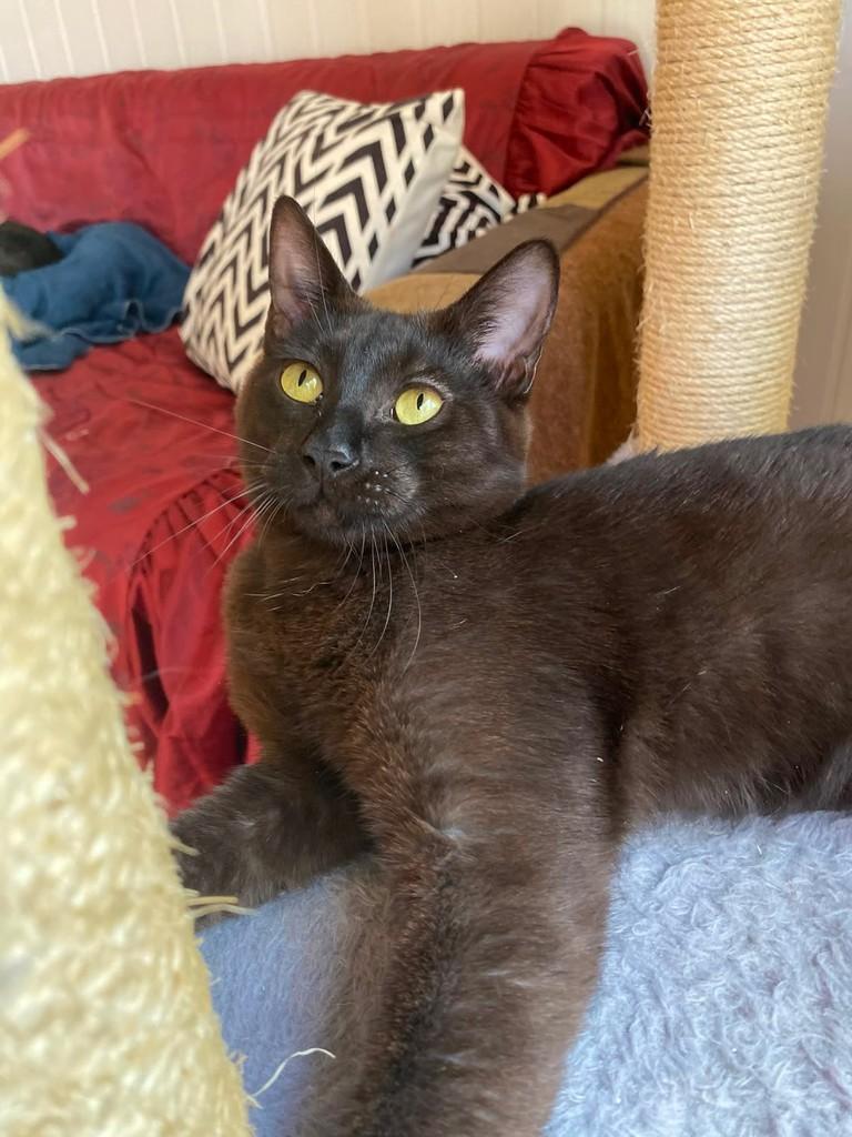 Salem, gato para adoção em Gravataí - RS