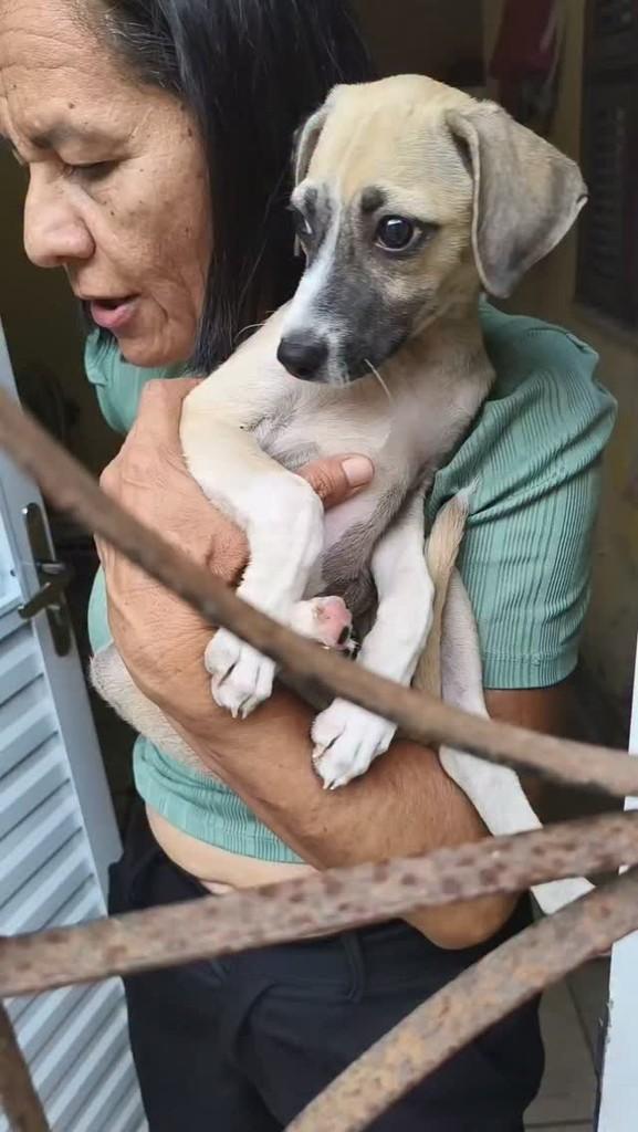 Lili, cadela de porte pequeno para adoção em Fortaleza - CE