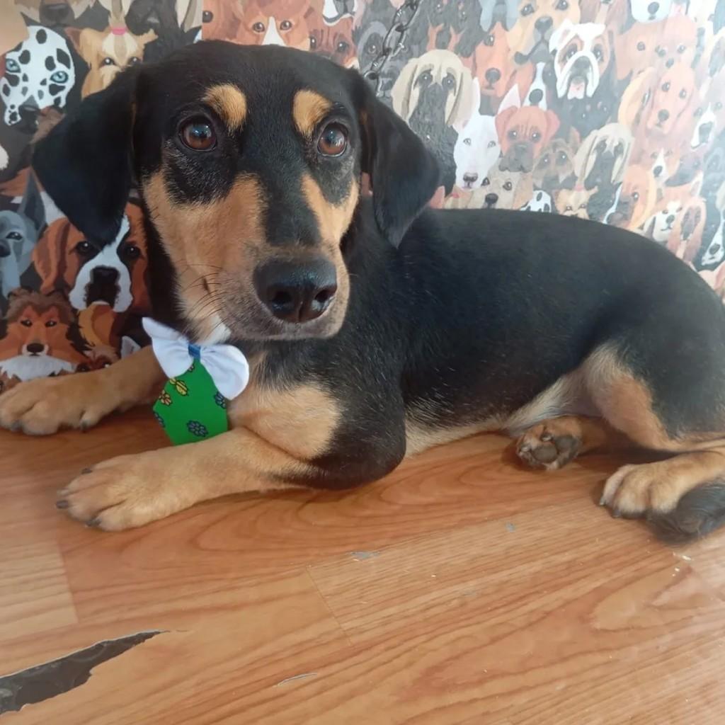 Bidú, cachorro de porte pequeno para adoção em Porto Alegre - RS