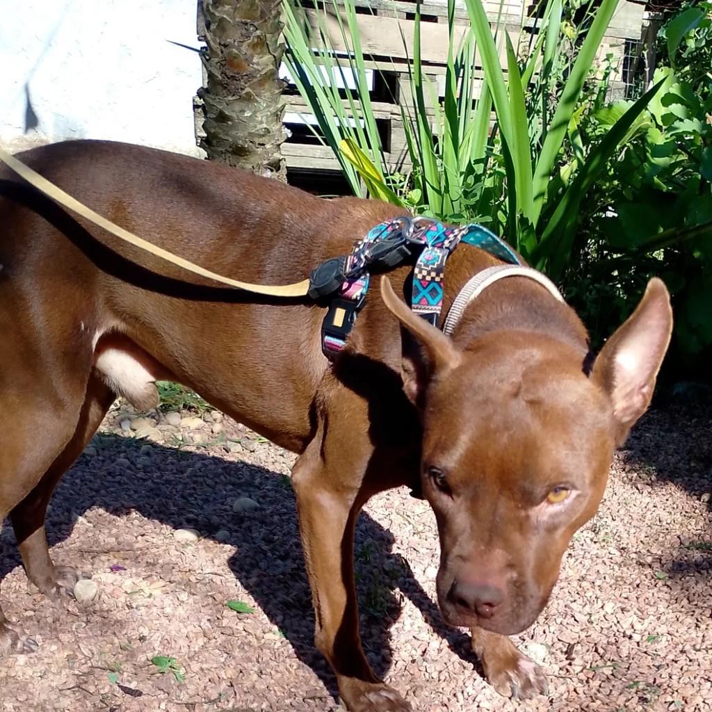 Zeca, cachorro de porte médio para adoção em Porto Alegre - RS