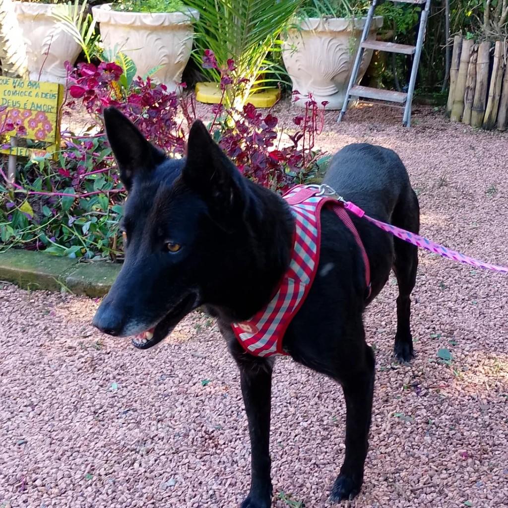 Linda, cachorro de porte grande para adoção em Porto Alegre - RS