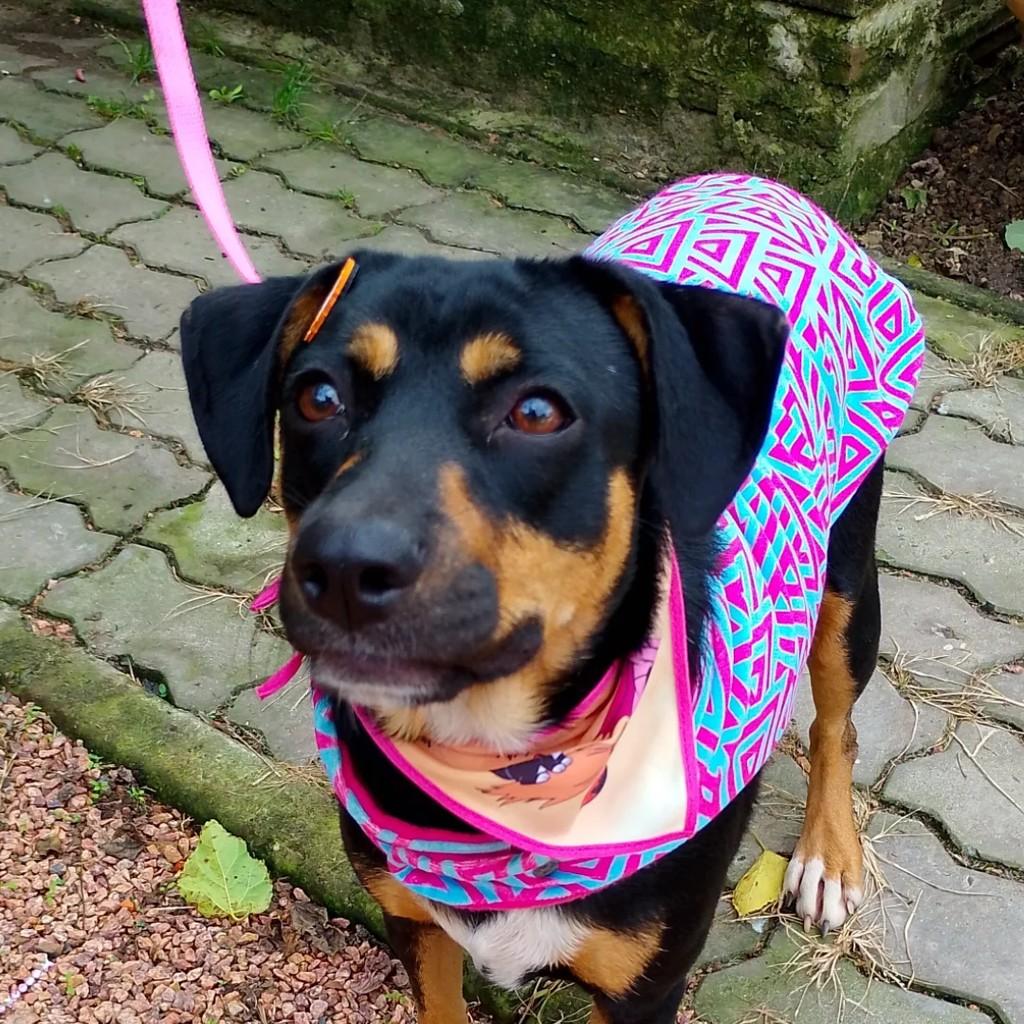 Luna, cadela de porte pequeno para adoção em Porto Alegre - RS
