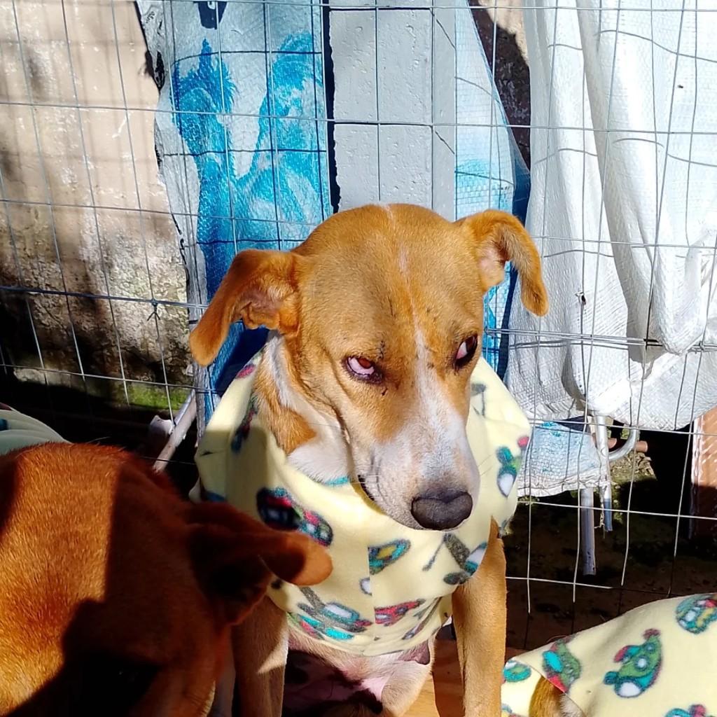 Ela, cachorro de porte pequeno para adoção em Viamão - RS
