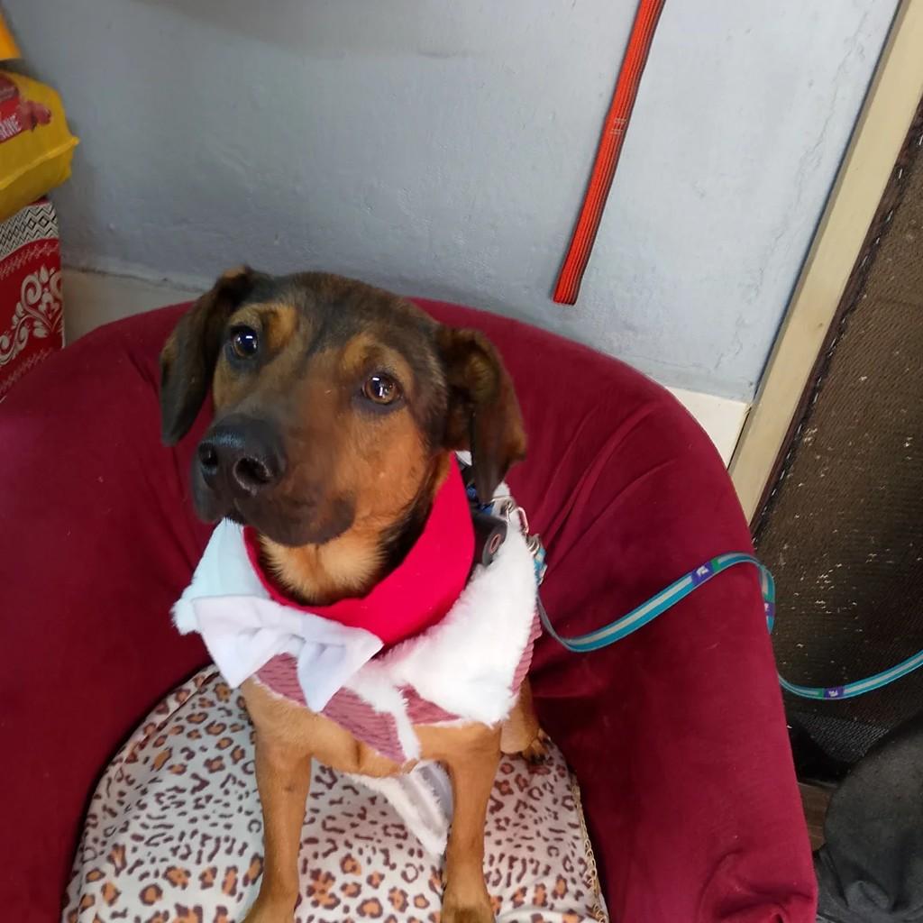 Gurizinho, cachorro de porte pequeno para adoção em Porto Alegre - RS