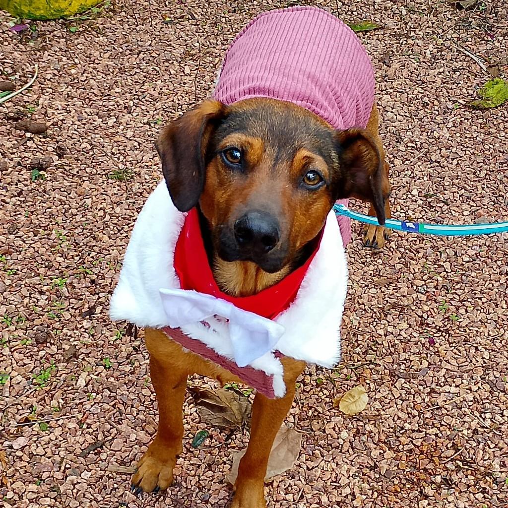 Fox, cachorro de porte pequeno para adoção em Porto Alegre - RS