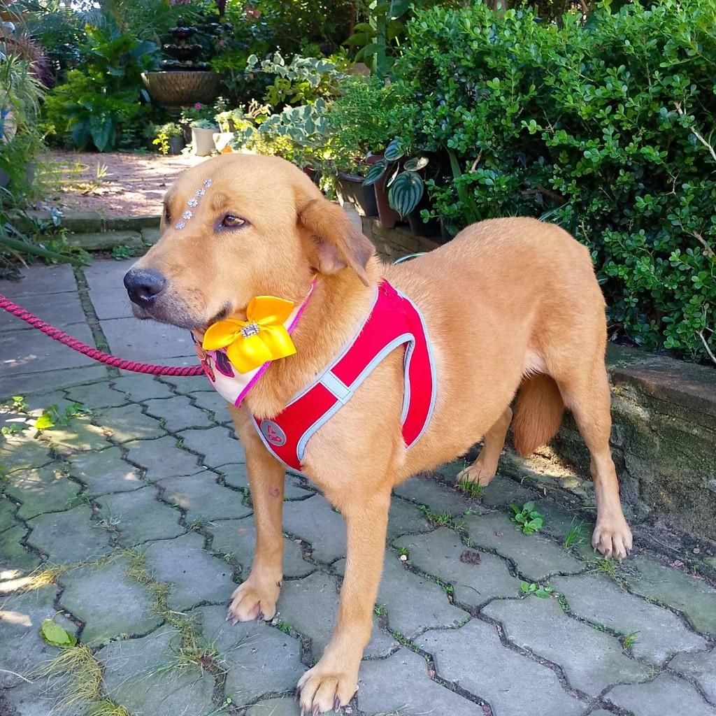 Bela, cachorro de porte grande para adoção em Porto Alegre - RS