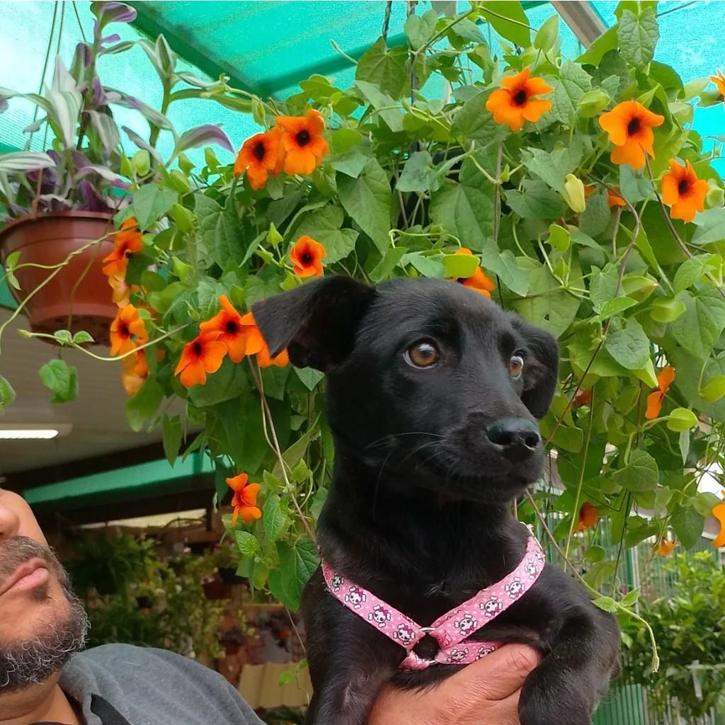 Bbzinho, cachorro de porte pequeno para adoção em Viamão - RS