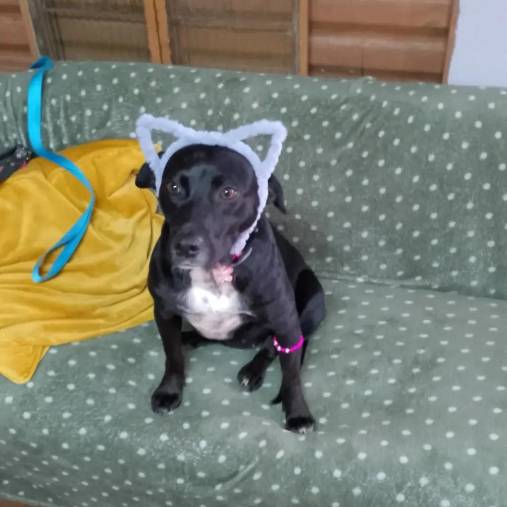 Kiara, cachorro de porte pequeno para adoção em Porto Alegre - RS
