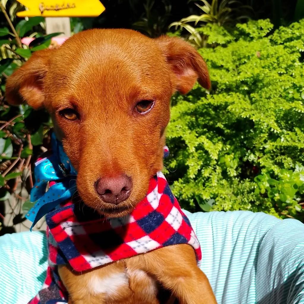 Mocinho, cachorro de porte pequeno para adoção em Porto Alegre - RS