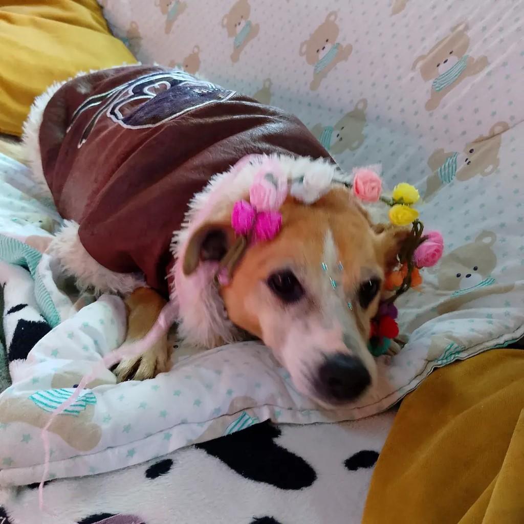 Mabel, cachorro de porte pequeno para adoção em Porto Alegre - RS