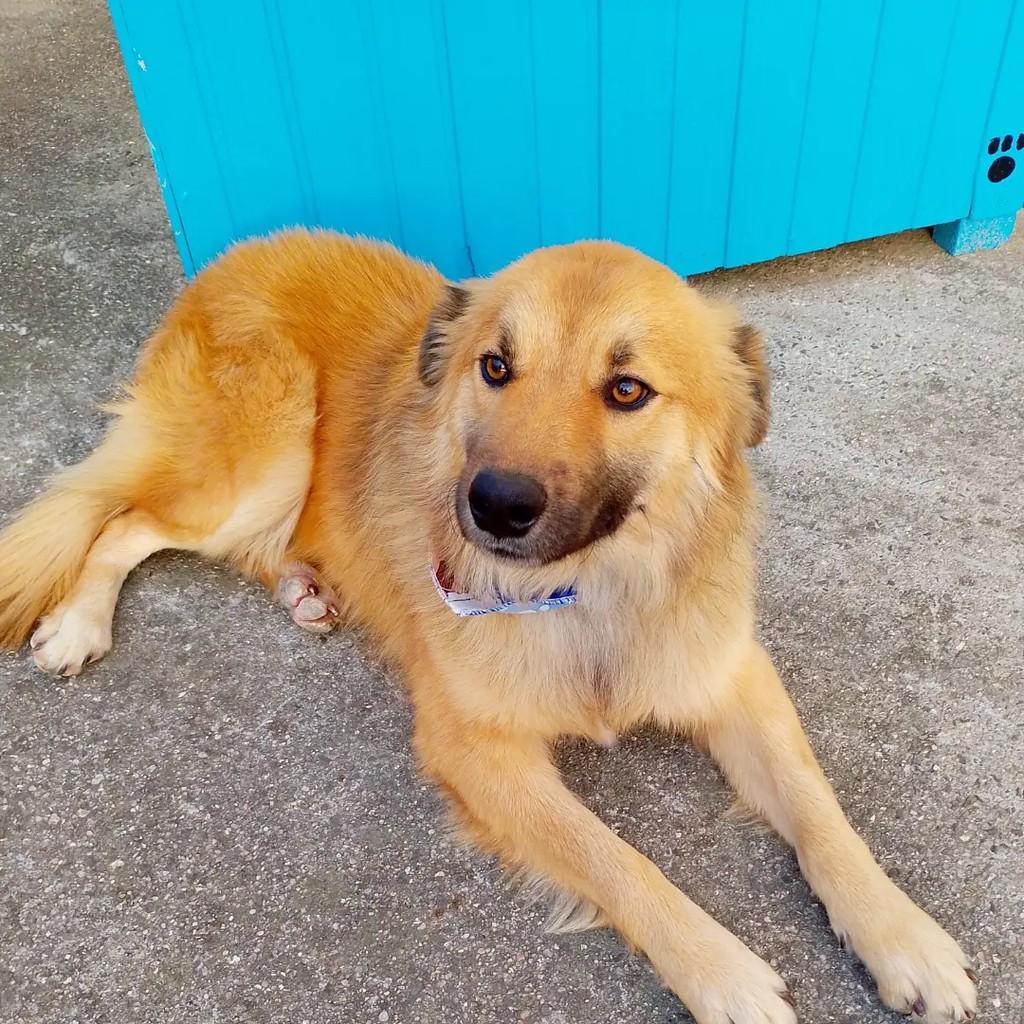 Marley, cachorro de porte médio para adoção em Viamão - RS