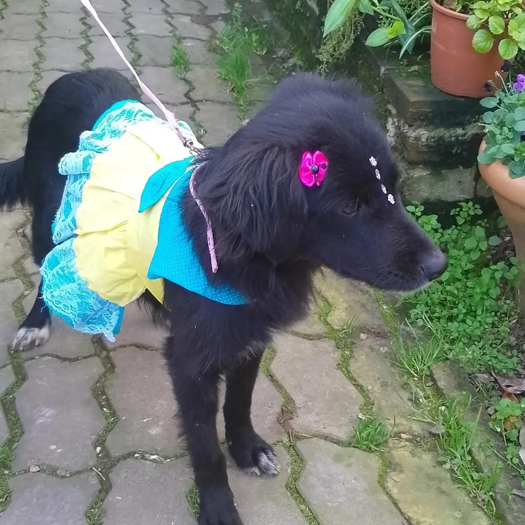 Laurinha, cadela de porte pequeno para adoção em Viamão - RS