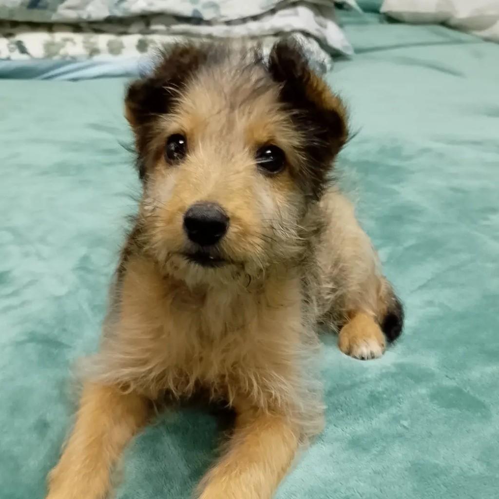 Juninho, cachorro de porte pequeno para adoção em Viamão - RS