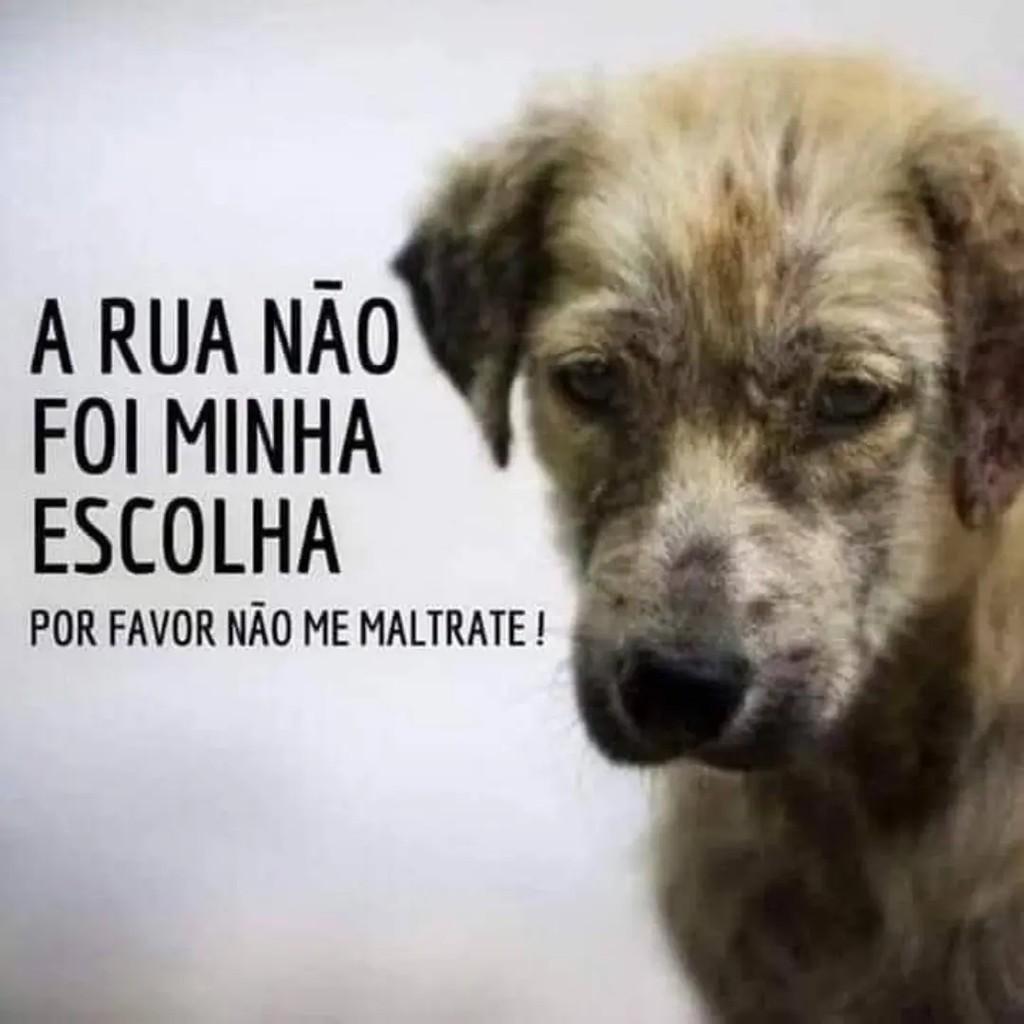 Zigui, cachorro de porte pequeno para adoção em Viamão - RS