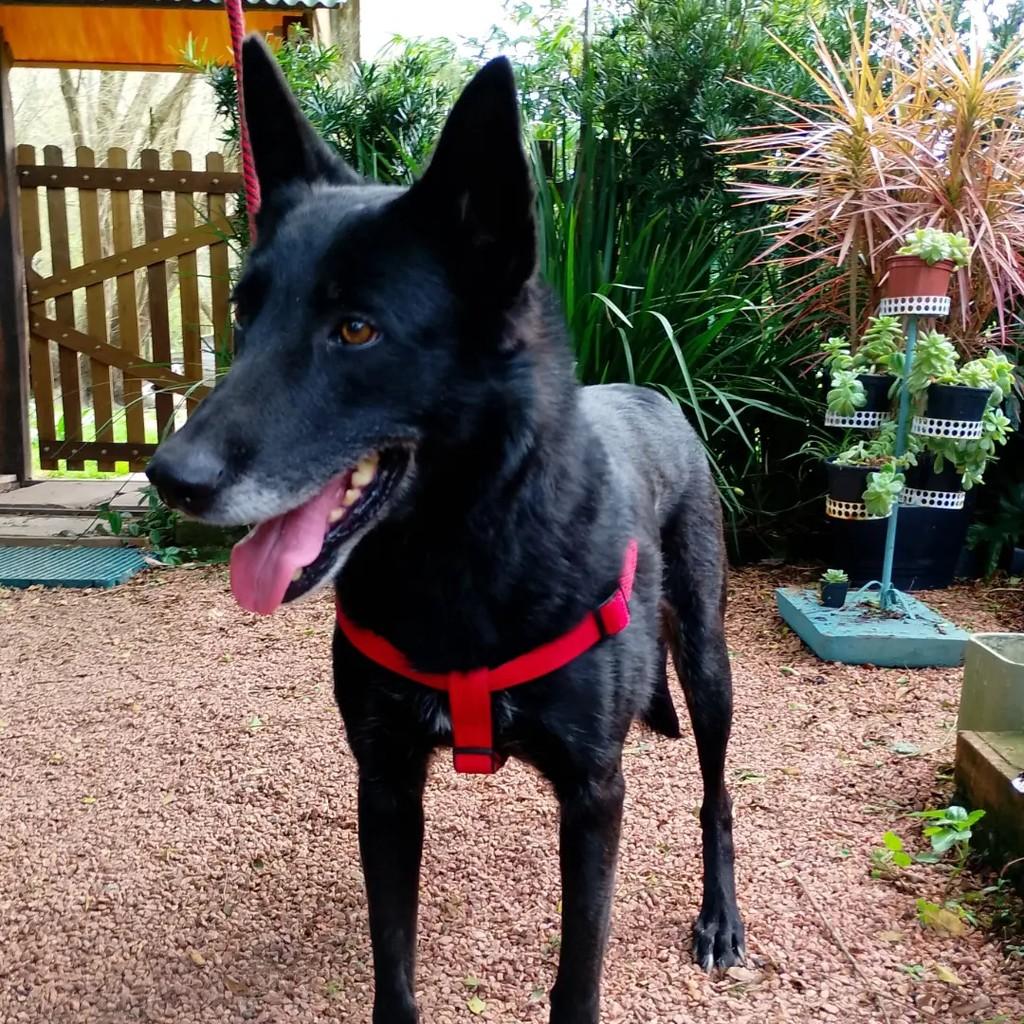 Betty, cadela de porte grande para adoção em Vitória - ES