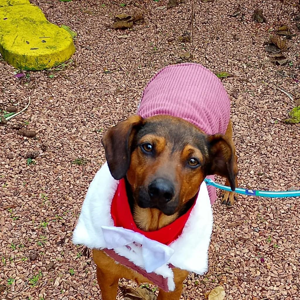 Boby, cachorro de porte pequeno para adoção em Viamão - RS