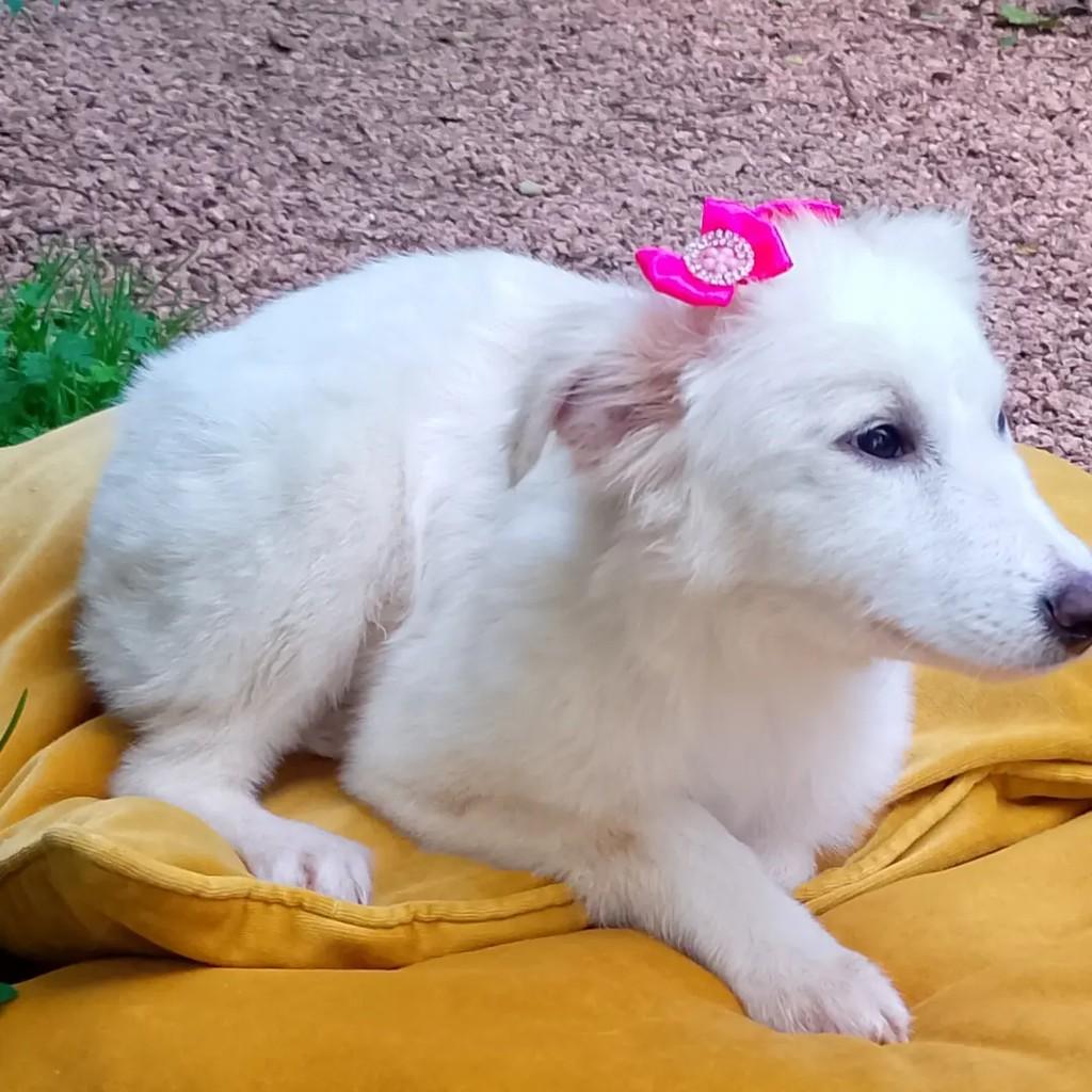 Raposinha, cadela de porte pequeno para adoção em Viamão - RS