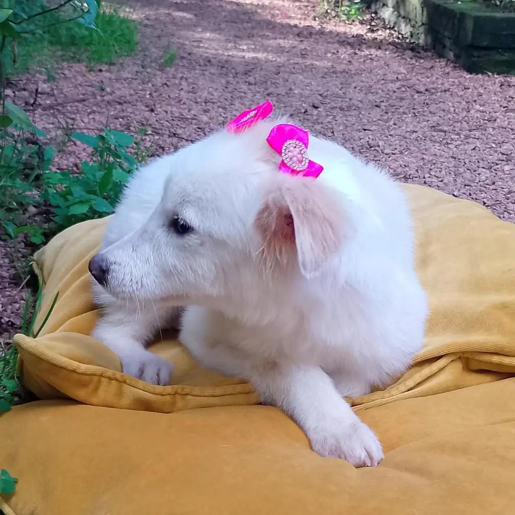 Raposinha, cadela de porte pequeno para adoção em Viamão - RS — foto 2 de 9