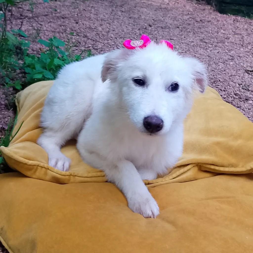 Raposinha, cadela de porte pequeno para adoção em Viamão - RS — foto 3 de 9