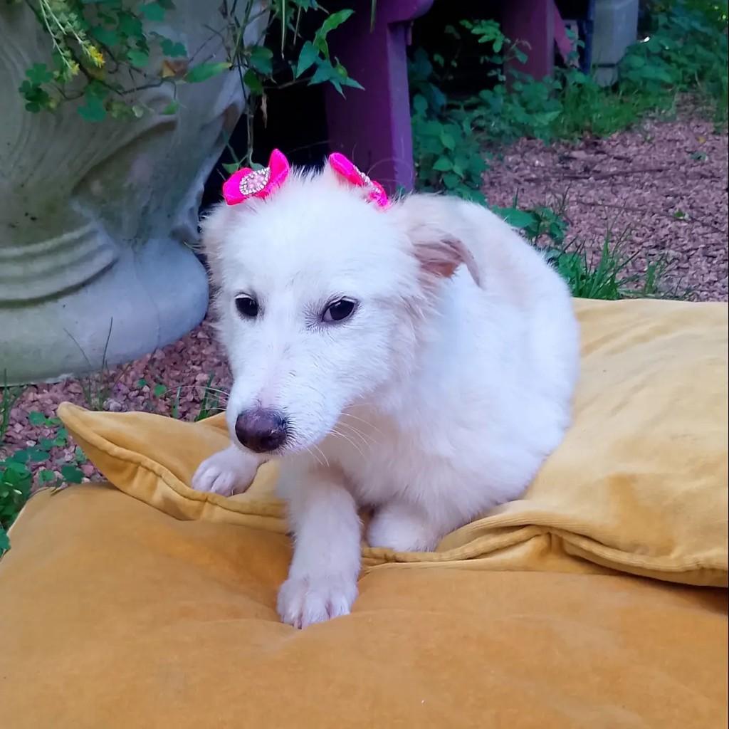 Raposinha, cadela de porte pequeno para adoção em Viamão - RS — foto 4 de 9