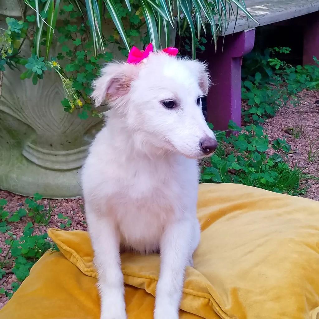 Raposinha, cadela de porte pequeno para adoção em Viamão - RS — foto 5 de 9