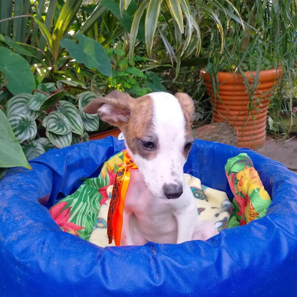Anjinho, cachorro de porte pequeno para adoção em Viamão - RS — foto 2 de 2