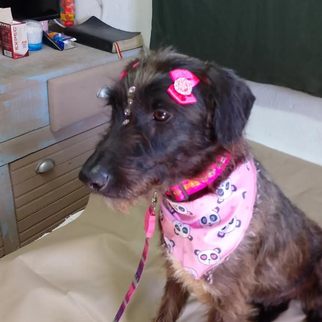 Babi, cadela de porte médio para adoção em Viamão - RS