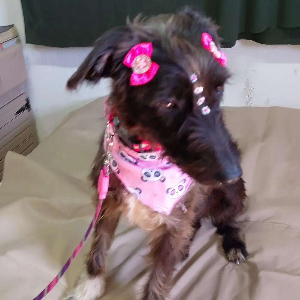 Babi, cadela de porte médio para adoção em Viamão - RS — foto 4 de 5