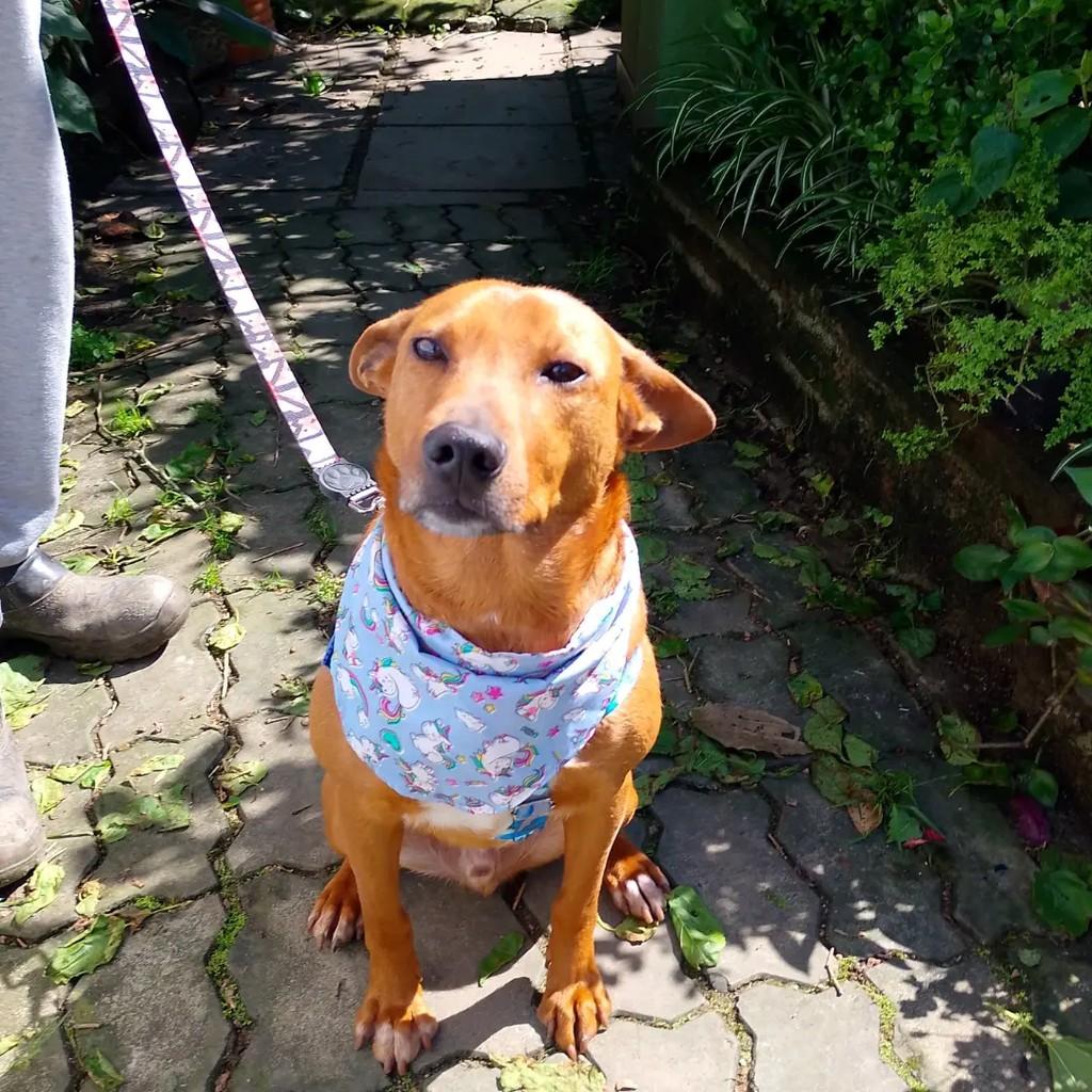 Júnior, cachorro de porte médio para adoção em Viamão - RS