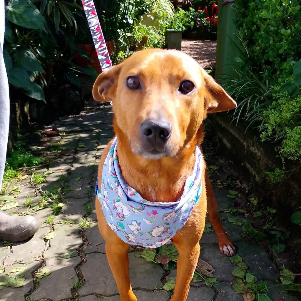 Júnior, cachorro de porte médio para adoção em Viamão - RS — foto 2 de 10